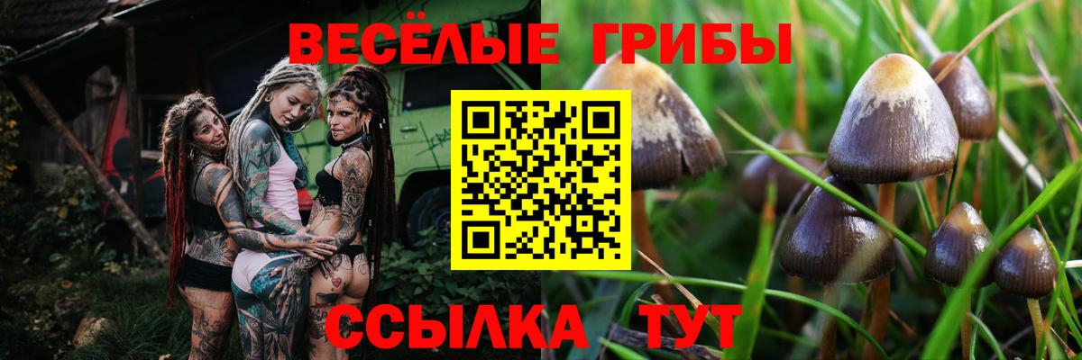 Галлюциногенные грибы GOLDEN TEACHER Балтийск